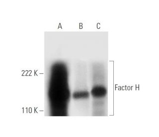 Factor H Antibody (H-7) - Western Blotting - Image 305612 