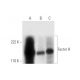 western blotting image from recommended Factor H (H-7) monoclonal antibody replacement. Image 305612