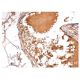 Factor H Antibody (OX24) - Immunohistochemistry - Image 156764 
