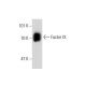Factor IX Antibody (F9-1) - Western Blotting - Image 138632