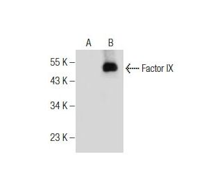 Factor IX Antibody (B-3) - Western Blotting - Image 281891