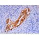 Factor VII Antibody (CaFVII-22) - Immunohistochemistry - Image 293360