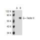 Factor X Antibody (AHX-5050) - Western Blotting - Image 36821