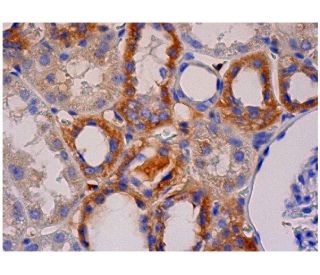 Factor XII Antibody (C-8) - Immunohistochemistry - Image 284741 