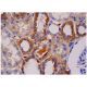 Factor XII Antibody (C-8) - Immunohistochemistry - Image 284741 