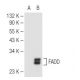 FADD Antibody (F-12) - Western Blotting - Image 84046
