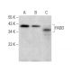 FADD Antibody (F-12) - Western Blotting - Image 379920 