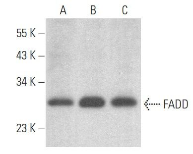 arginase-1-antibody-e-2-