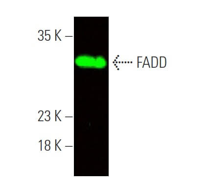 FADD Antibody (G-4) | SCBT - Santa Cruz Biotechnology