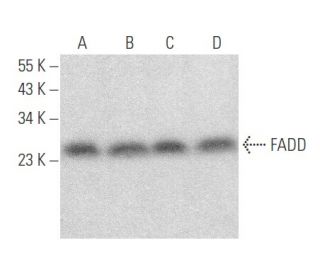 FADD Antibody (H-10) - Western Blotting - Image 354564 