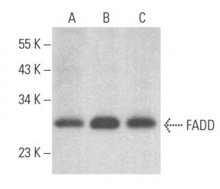 western blotting image from recommended FADD (G-4) monoclonal antibody replacement. Image 354009