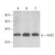 这种多克隆抗体已经停产。请参阅我们推荐的<a href="fadd-antibody-g-4">FADD (G-4)</a>单克隆抗体(显示样本数据)。 western blotting image from recommended FADD (G-4) monoclonal antibody replacement. Image 354009