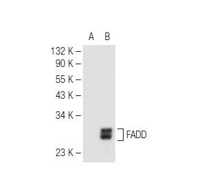 FADD Antibody (F-12) - Western Blotting - Image 84046Each CRISPR/Cas9 Knockout (KO) Plasmid product consists of a pool of 3 plasmids designed to ensure identification and cleavage of a specific gene for maximum knockout efficiency. Each plasmid encodes a unique 20 nt sequence derived from the GeCKO (v2) library.