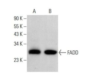 FADD Antibody (G-4) - Western Blotting - Image 379918 