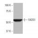 FADS1 Antibody (7-RY13) - Western Blotting - Image 64936 
