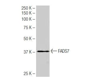 FADS7 Antibody (NB-B10) - Western Blotting - Image 64937