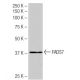 FADS7 Antibody (NB-B10) - Western Blotting - Image 64937