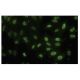 FAF1 Antibody (92-B) - Immunofluorescence - Image 35870 