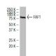 FAF1 Antibody (92-B) - Western Blotting - Image 34614