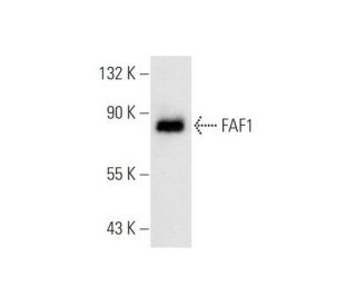 FAF1 Antibody (92-B) - Western Blotting - Image 66931 