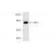 FAF1 Antibody (92-B) - Western Blotting - Image 66931 
