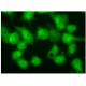 FAF1 Antibody (E-4) - Immunofluorescence - Image 298996 