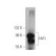 FAF1 Antibody (E-4) - Western Blotting - Image 360806