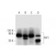 western blotting image from recommended FAF1 (E-4) monoclonal antibody replacement. Image 299359
