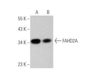 FAHD2A Antibody (H-11) - Western Blotting - Image 346482 