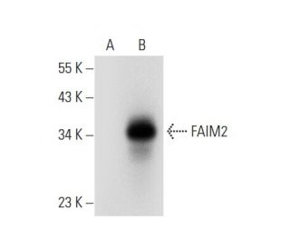 FAIM2 Antibody (H-7) - Western Blotting - Image 308184 