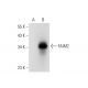 FAIM2 Antibody (H-7) - Western Blotting - Image 308184 