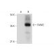 FAIM2 Antibody (H-7) - Western Blotting - Image 318411 