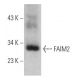 FAIM2 Antibody (H-7) - Western Blotting - Image 367035
