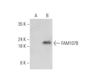 FAM107B Antibody (C-9) - Western Blotting - Image 344704
