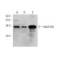 FAM107B Antibody (D-4) - Western Blotting - Image 346472