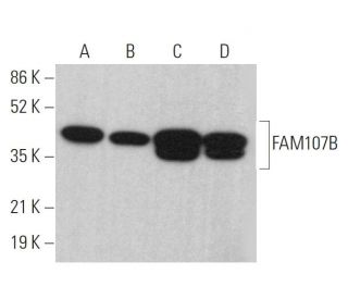FAM107B Antibody (D-4) - Western Blotting - Image 379409 