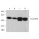 FAM107B Antibody (D-4) - Western Blotting - Image 379409 