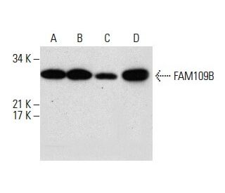 FAM109B Antibody (F-7) - Western Blotting - Image 288527 