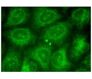 FAM110A Antibody (B-8) - Immunofluorescence - Image 150809 