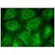 FAM110A Antibody (B-8) - Immunofluorescence - Image 150809 