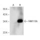 FAM110A Antibody (B-8) - Western Blotting - Image 151269