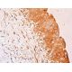 FAM117A Antibody (G-5) - Immunohistochemistry - Image 411659 