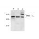 FAM117A Antibody (G-5) - Western Blotting - Image 299212