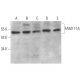 FAM117A Antibody (G-5) - Western Blotting - Image 372826 