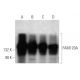 FAM120A Antibody (1501CT803.19.85.5) - Western Blotting - Image 374604