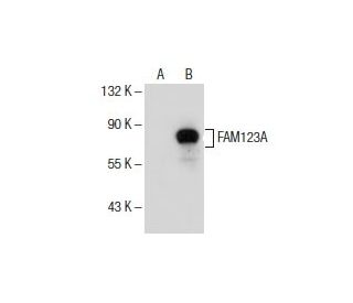 FAM123A Antibody (G-1) - Western Blotting - Image 155013 