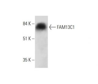 FAM13C1 Antibody (E-5) - Western Blotting - Image 323764 