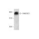 FAM13C1 Antibody (E-5) - Western Blotting - Image 323764 