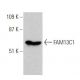 FAM13C1 Antibody (F-4) - Western Blotting - Image 358539 