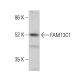 FAM13C1 Antibody (F-4) - Western Blotting - Image 379020